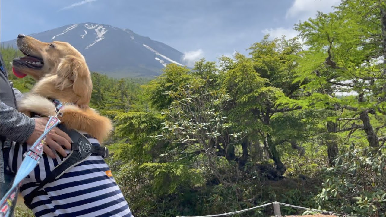 【閲覧注意】富士山を登山中、スリップ事故で飼い主が・・・。ゴールデンレトリバーびすけ（生後9ヶ月）Mt. Fuji、4合、5合目、奥庭自然公園