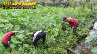 BEGINILAH MODEL DAN UKURAN BELUT KALAU MANCING DISPOT RAWA BONGKOR