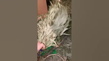 Эвкалипт Сочи Абхазия