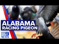 Racing pigeon flies from Alabama landing all the way in Melbourne | 9 News Australia