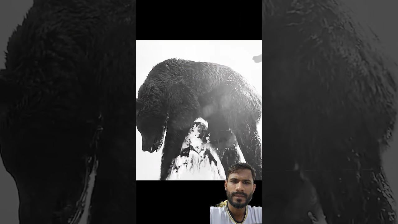 the unlocking grizzly bear 🐻☠️