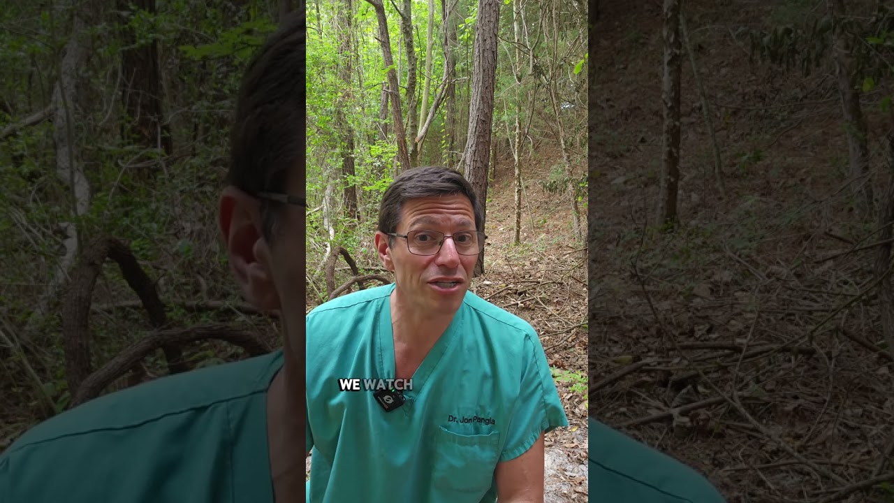 Mastering Copperhead Identification: Safety Tips & Must-Know Facts #WildlifeSafety #Copperhead
