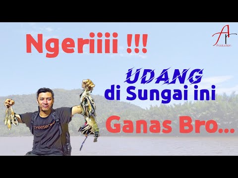 Ngerii !!! Udang Galah di Sungai Sebangkau Pemangkat Masih Pada Ganas Broo #002