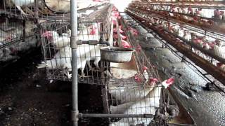 Factory Farming of Chickens in India