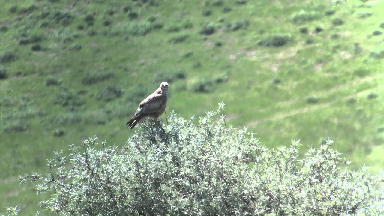 Long-legged Buzzard, Besh Barmag, Azerbaijan, April 2016. 