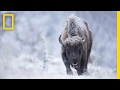 Join a wildlife photographer on the hunt for the perfect shot  short film showcase