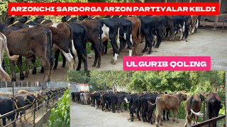 ARZONCHI SARDORGA ARZON PARTIYALAR KELDI ULGIRIB QOLING