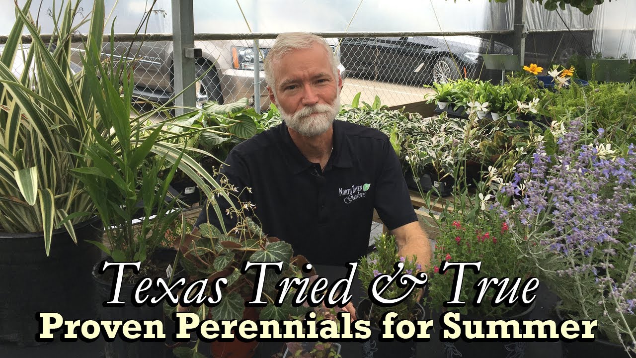 TX Tried & True 🌼 | Proven Perennials for Summer Gardens (Part 2) with Rusty Allen