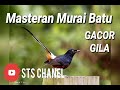Cukuo Mnit Murai Batu Anda Akan Ngamuk Dan Gacor Mp3 - Mp4 Download