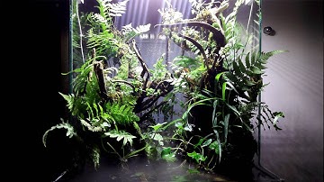 One day with paludarium rainforest - Một ngày thực hiện bể bán cạn rừng nhiệt đới