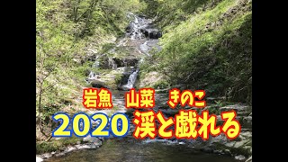 2020　渓と戯れる【前編】渓流釣りイワナ　山菜　きのこ