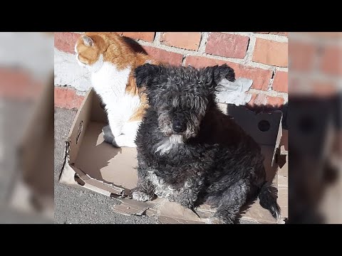 Video: Anksčiau apleistas šuo yra beviltiškai ieškantis specialaus amžinojo namo