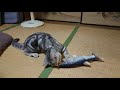 猫のおもちゃ　ダンシングフィッシュ　遊び動画