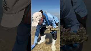 Oyster Habitat #shorts #florida #oyster #oysterbar #habitat #gulfofmexico