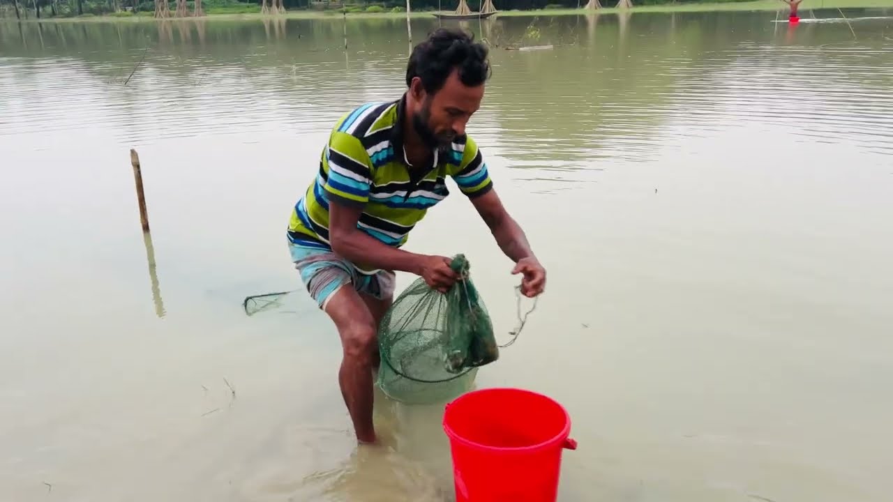 Catla, Clown knife fish catching video in the River. নদী থেকে কাতলা ও চিতল মাছ ধরার ভিডিও।