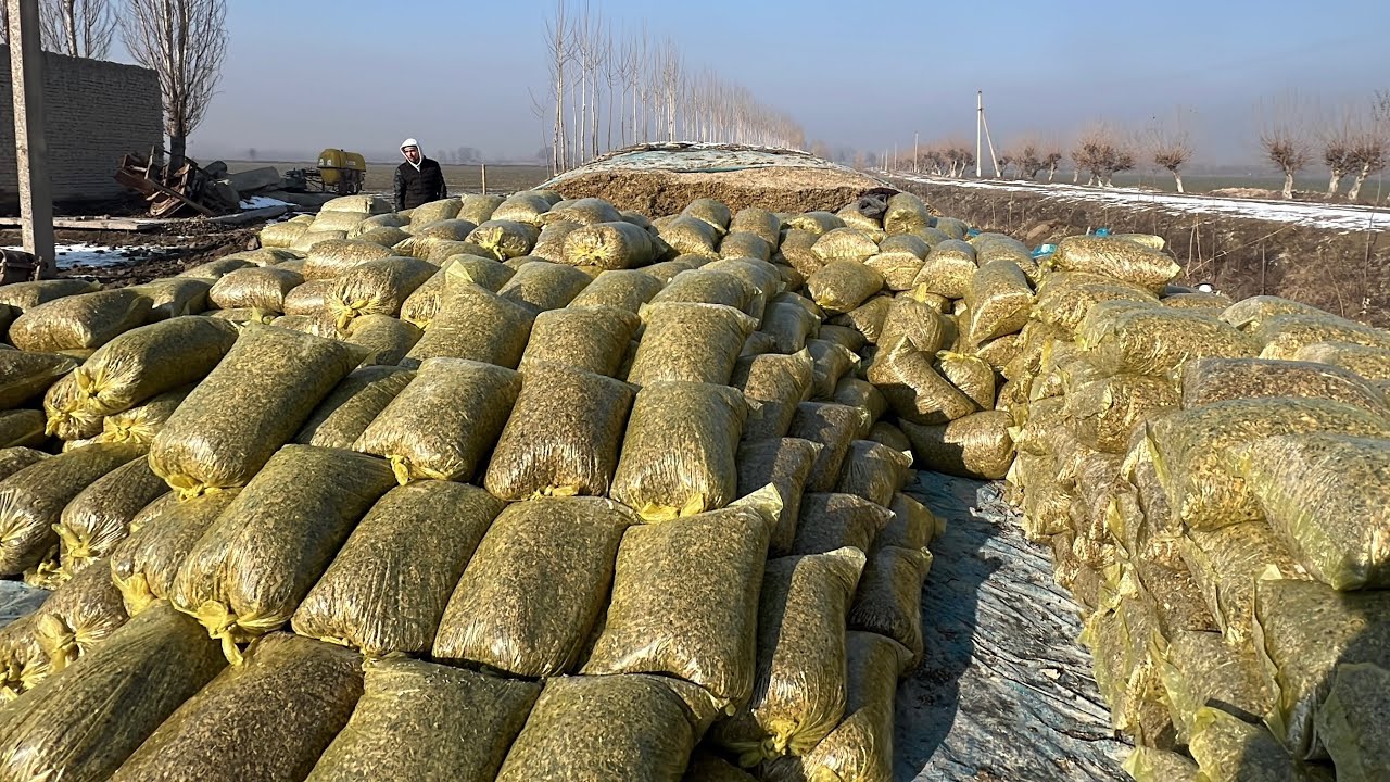 SILOS NARXLARI YANGI YILGA ARZONLADI✅ 93-971-15-55. 33-277-18-78