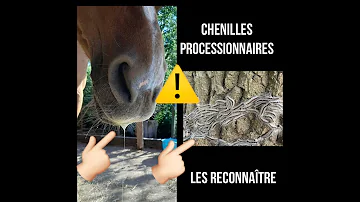 Comment se débarrasser des chenilles processionnaires ?