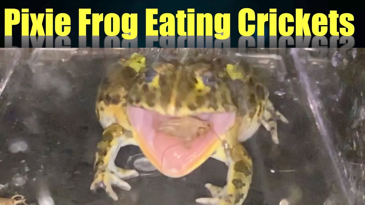 Pixie Frog Eating Crickets YouTube