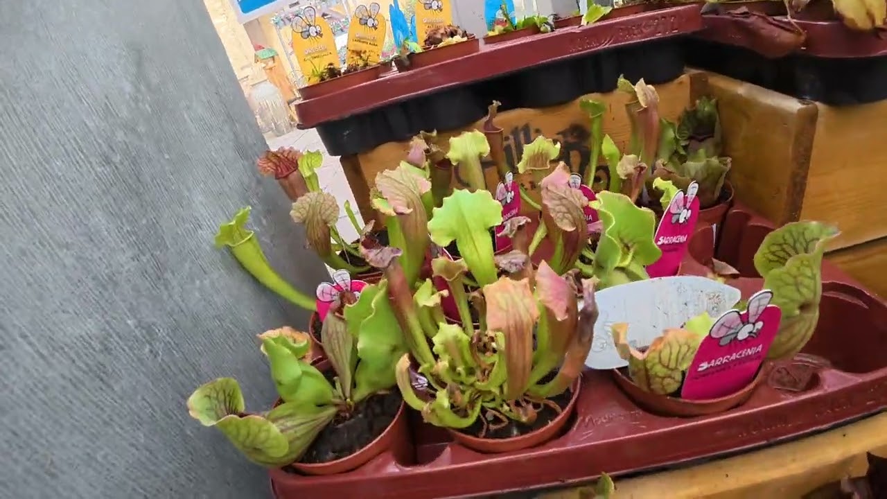 SOYAN PARK GARDEN LONDON