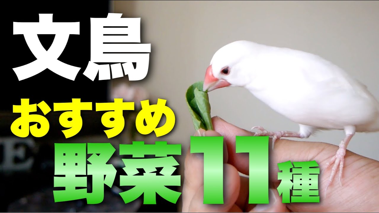 【文鳥におすすめの野菜１１種類】可愛い文鳥に安心野菜でビタミン補給！