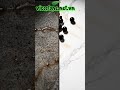So sánh đá Vicostone và đá Granite: Đâu là lựa chọn thông minh? | Vicostone Hà Nội
