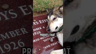 Dog cries at his owner's grave.. #shorts