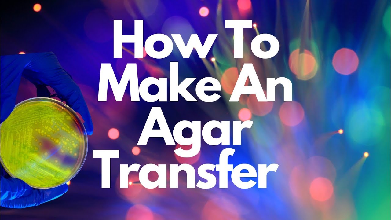 How to Transfer Agar in front of a Flow Hood