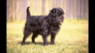 Affenpinscher dog.History.Care