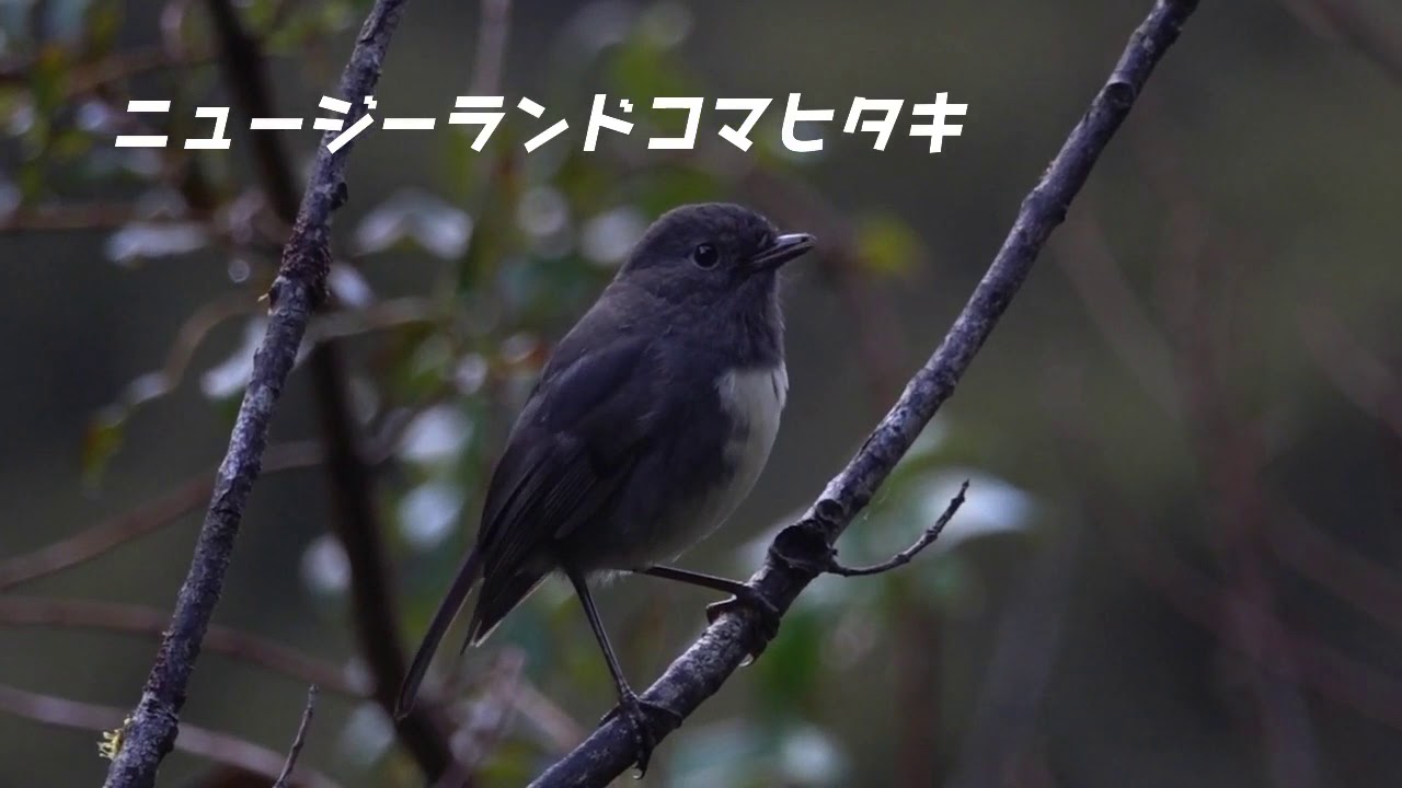 ニュージーランドの鳥　New Zealand Robin（ニュージーランドコマヒタキ）.mp4