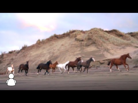 Purnjo Brane Nomark OBOW Official Lyrics