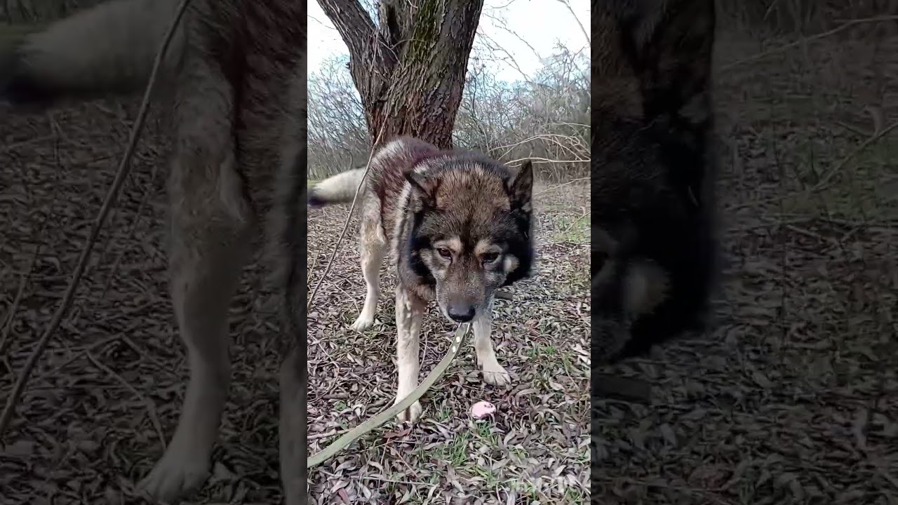 Любит колбаску. Финансовая помощь бездомным собачкам: 2202 2056 2556 3355- Александр К.