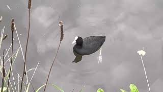 Coot action in Hertford
