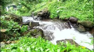 Suara Air Dan Suara Burung Liar Di Alam Untuk Relaksasi || No Copyright