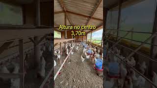 Projeto 1000 Galinhas Poedeiras