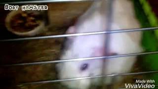 ЗВУКИ МОРСКОЙ СВИНКИ/Body hamster ЗВУКИ МОРСКОЙ СВИНКИ/Body hamster