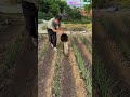 Grow green onions at low cost with ditch manure fertilization technology