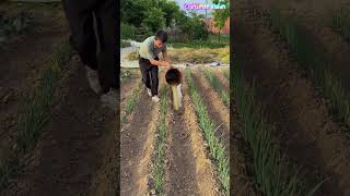 Grow Green Onions At Low Cost With Ditch Manure Fertilization Technology