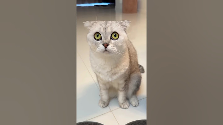 It seems Sonya's choice was obvious! 😅 #cat #cats