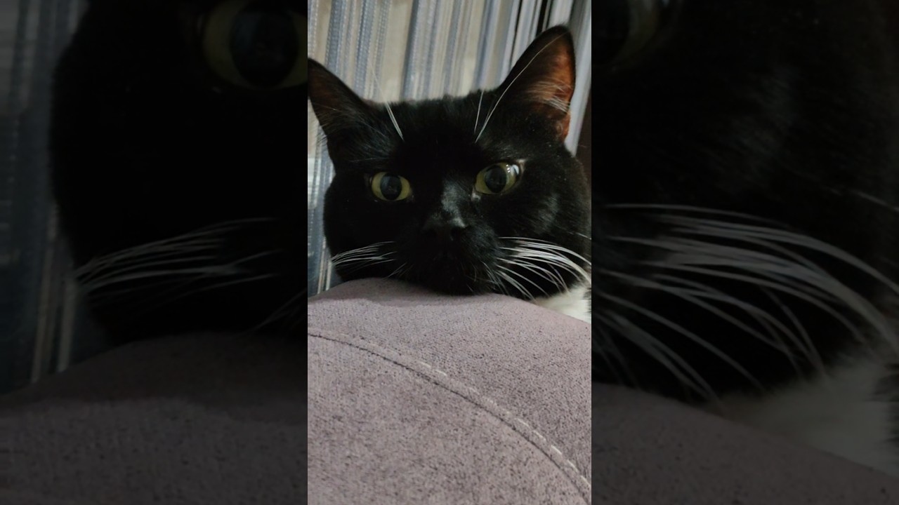 такому Попробуй подай... 