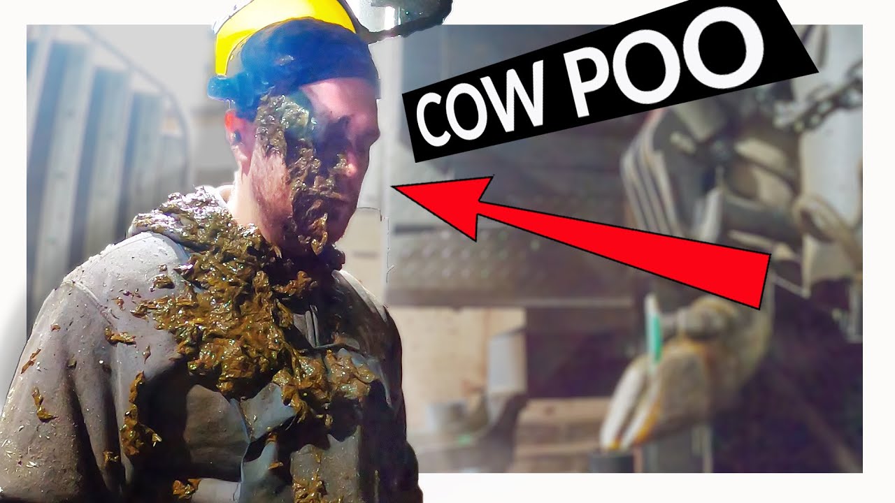 THE HAZARDS OF HOOF TRIMMING.