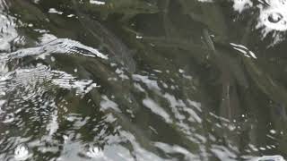 Alewives at the Box Mill Dam fish ladder