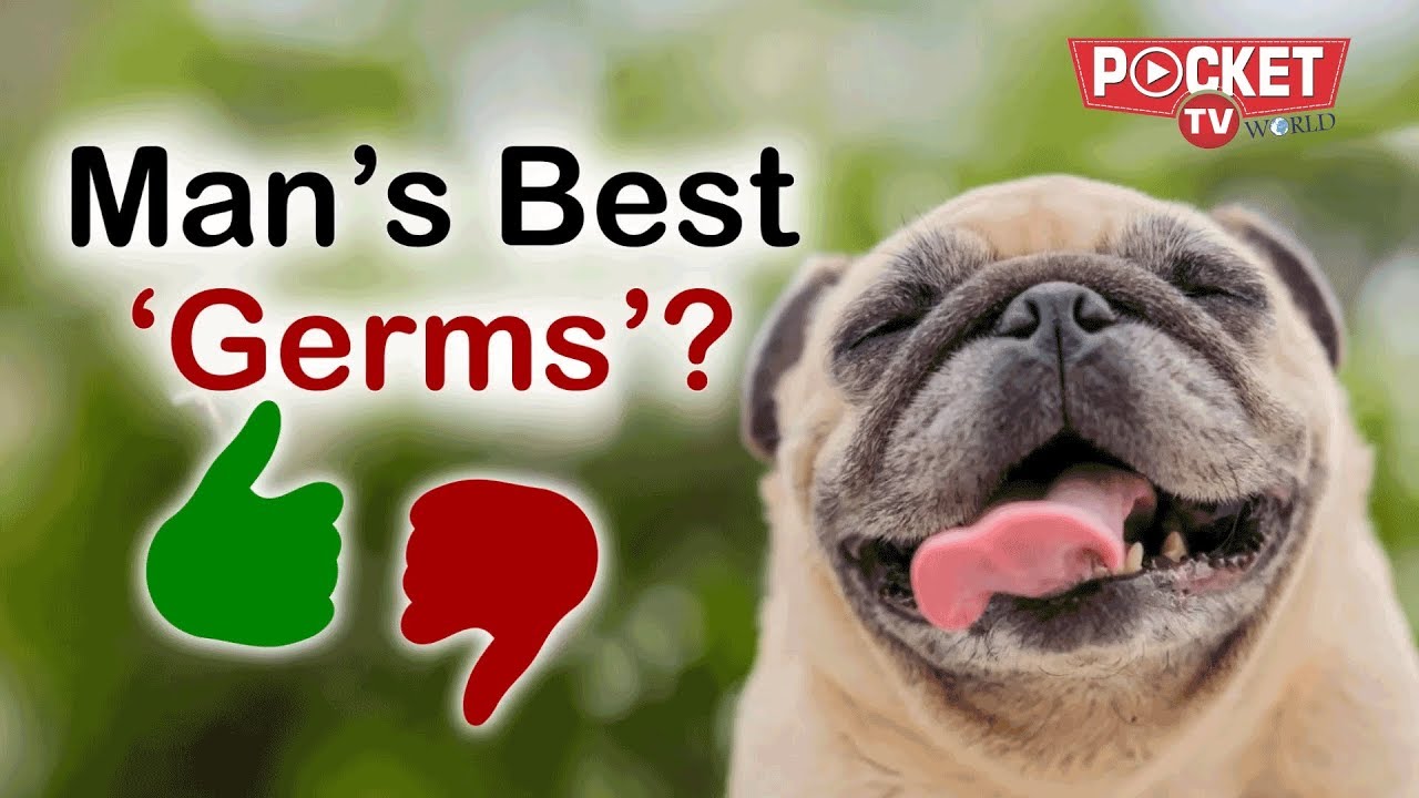 Is it OK to let your dog lick your face? Science and History have the