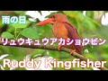 【赤い鳥】雨の石垣島 リュウキュウアカショウビン Ruddy Kingfisher