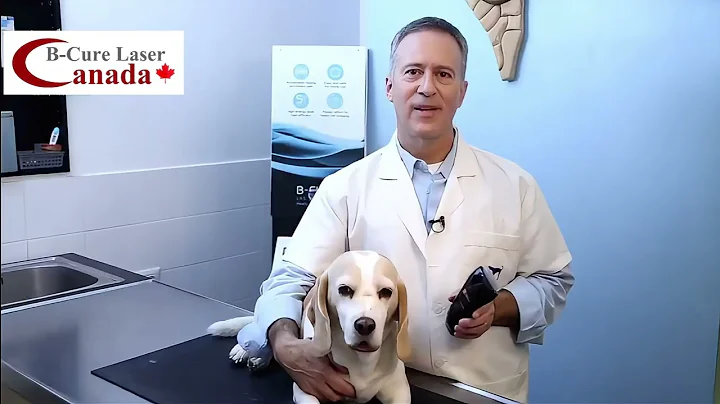 Dr. David Cohen, DVM, recommends B-Cure Laser Vet