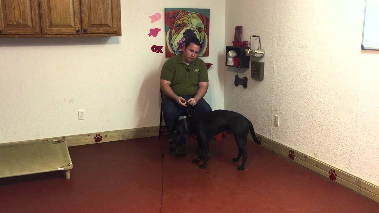 How To Make Your Dog Hold Still! obedience to authority