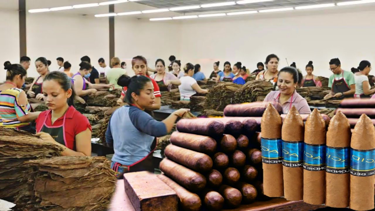 ১ লাখ ৪০ হাজার টাকা করে এই সিগারেট কিনতে হয়।Cuba Cigars Production  Expensive Process