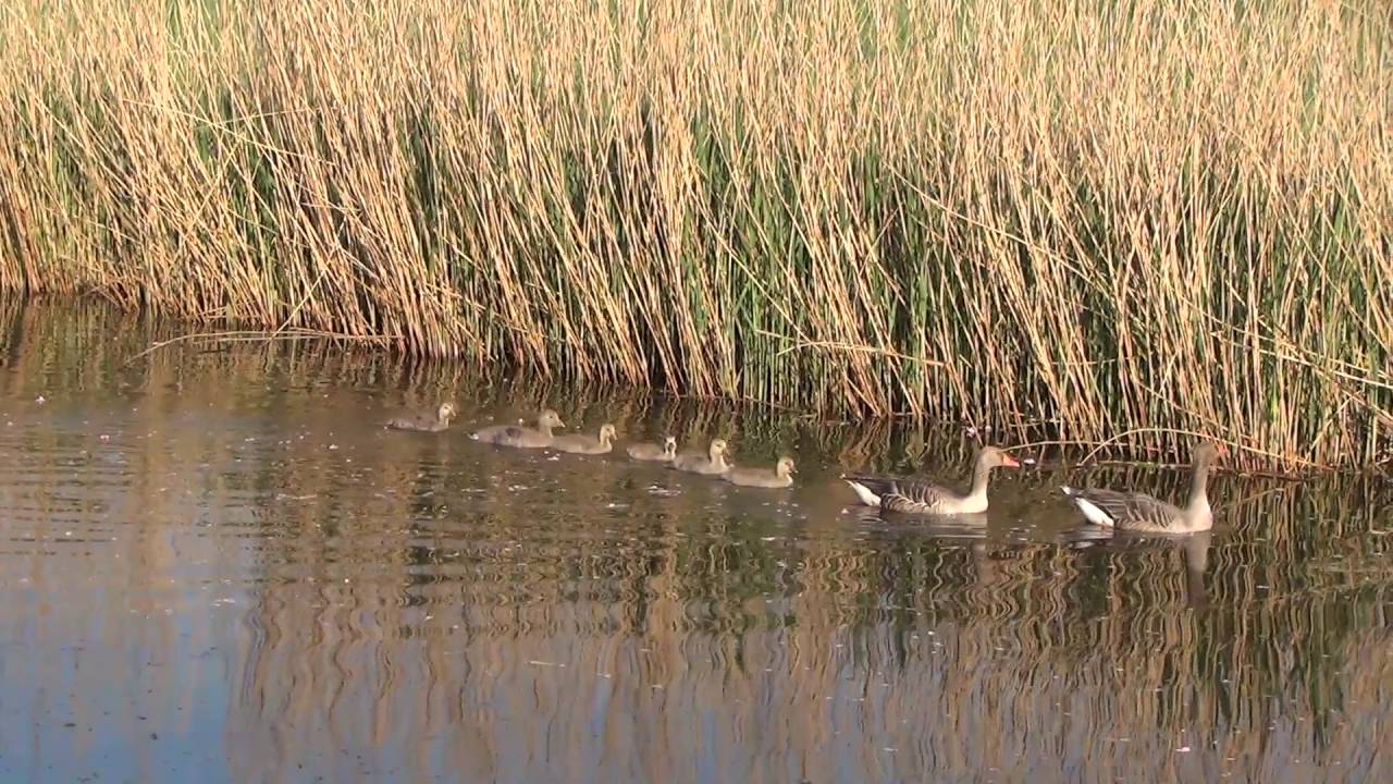Young Greylag Geese Filmed from my garden
