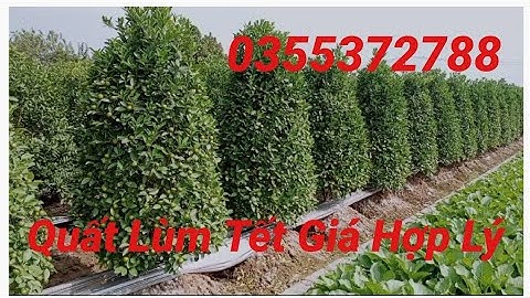 Quất lùm chơi tết giá cả hợp lý liên hệ với chủ vườn