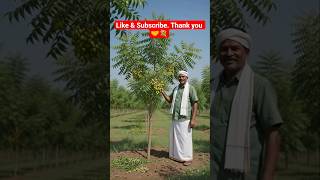 వేప సాగు - బంగారంలాంటి లాభాలు ! #farming#agriculture #farmer #shorts #neem #telugu #trending #viral
