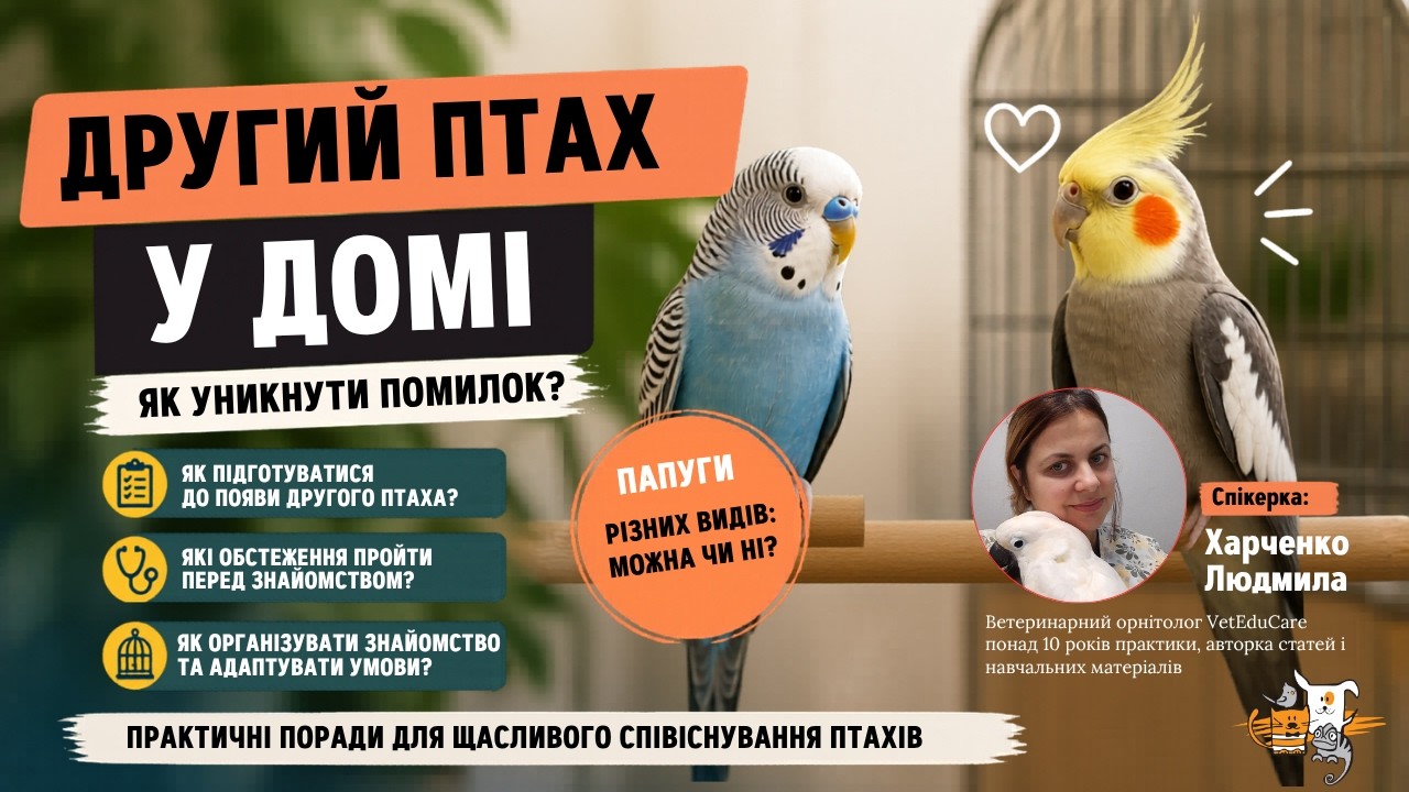Другий птах у домі: як підготувати, познайомити папуг і уникнути конфліктів | VetEduCare